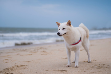 White Shiba Inu on the beach
