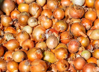 Frische Zwiebeln auf einem Markt