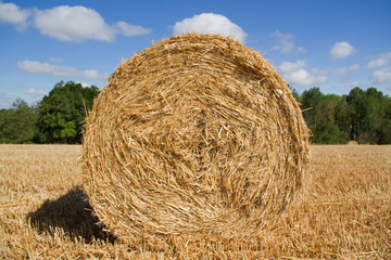 Circular strawbales on a field