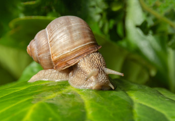 Garden snail on a large sheet. Close-up