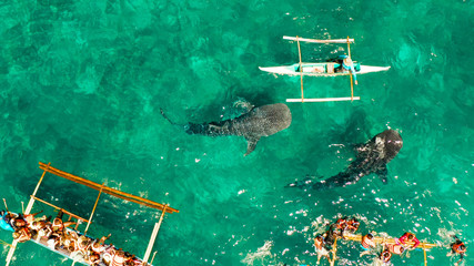 Tourists are watching whale sharks in the town of Oslob, Philippines, aerial view. Summer and travel vacation concept © Alex Traveler