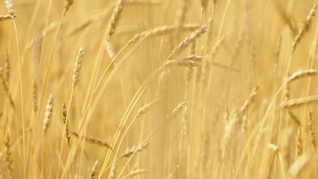 Close up of yellow barley plants in a wheat field at sunset