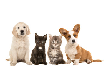 Group of different pets, two puppies and two kittens sitting next to each other on a white background