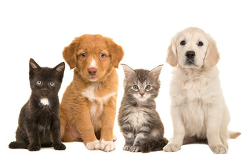 Group of young pets two sitting puppies and two sitting kittens facing the camera isolated on a white background