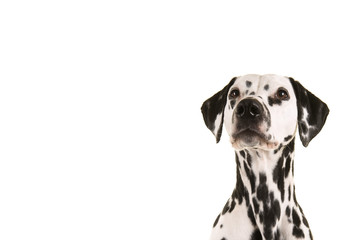 Portrait of a dalmatian dog in the corner of the image looking up isolated on a white background...