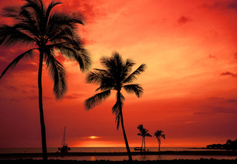 Hawaiian palm tree silhouette sunset on Big Island Anaehoomalu Bay