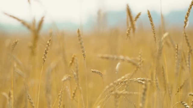 Close up of yellow barley plants in a wheat field at sunset
