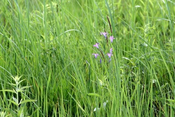 Tall grass in the park, where the rays of the sun fall.