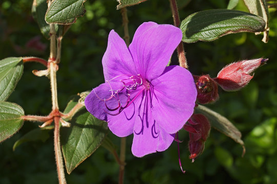 Glory bush (Tibouchina urvilleana). Known as Lasiandra, Princess flower, Pleroma and Purple glory tree also.