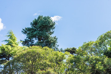 forest with trees in mountain landscape