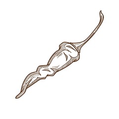 Hot chili or thai pepper isolated sketch, vegetable