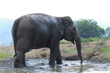 Elephants and mud, Asian elephants are playing with mud, elephants are happy with the water.