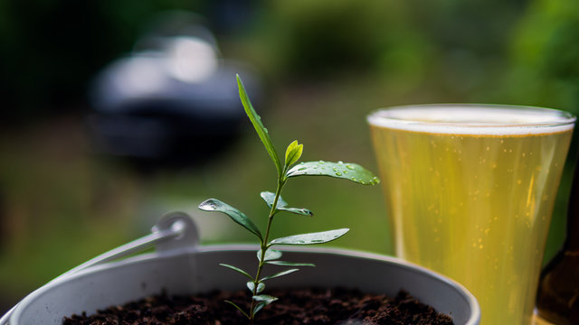 In the  foreground a Colombian Feioja plant grows steadily in a white colored pot. In the background a full glass of newly poured beer is visible.