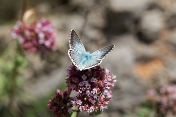 Chalkhill blue butterfly, Lysandra coridon