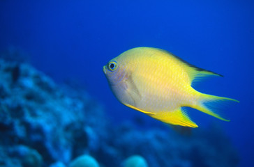 黄色い魚