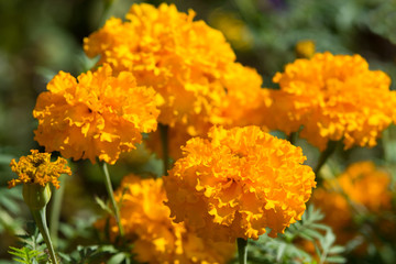 Orange marigold flowers bloom in the garden