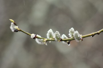 branch of a willowspring, tree, nature, branch, flower, willow, plant, blossom, bud, green, season, white, leaf, macro, sky, pussy-willow, twig, bloom, life, natural, easter, growth, flowers, closeup,