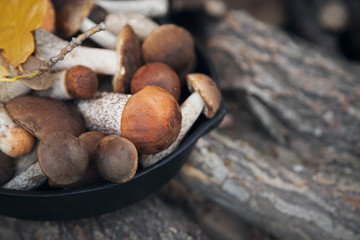 Whole wild mushrooms in cast iron pan on fireplace wood.