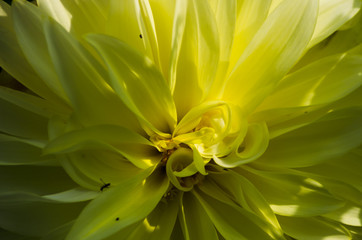 Yellow flower background, petals closeup