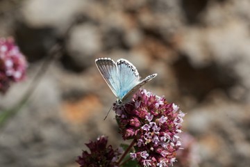Chalkhill blue butterfly, Lysandra coridon