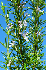 Rosemary. Rosmarinus officinalis.