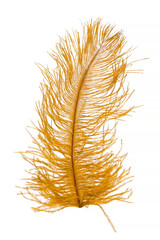 Golden feather isolated on white background