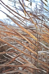 Dry tall grass