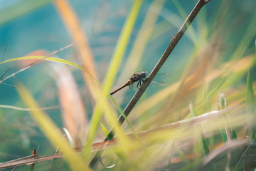 Dragonfly