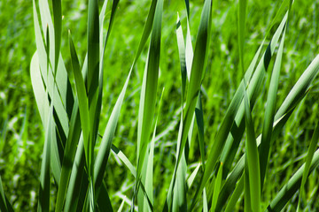 green