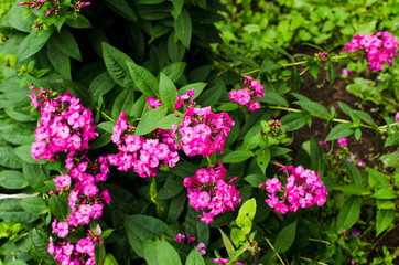 Fototapeta na wymiar Pink bright flowers outdoor, phlox