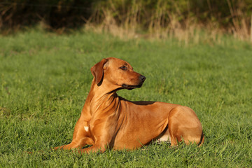 Rhodesian Ridgeback auf der Wiese