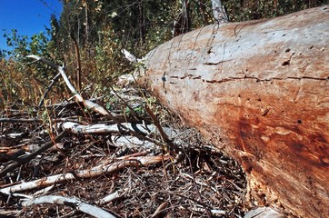 Texture of fallen solid wood