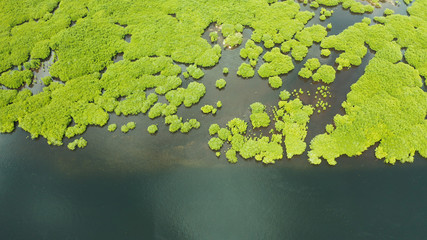 Tropical landscape with mangrove forest in wetland from above on Siargao island, Philippines.