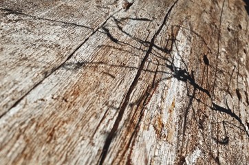 Texture of fallen solid wood