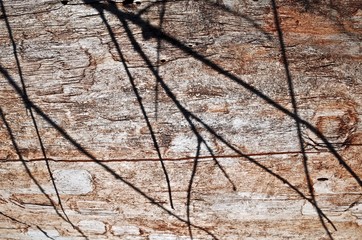 Texture of fallen solid wood