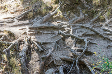 tree roots coming out the way