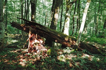 An old broken tree in the forest