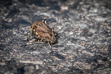 Insect Mountain Katydid, Acripeza reticulata, found near Mt Hotham Victoria Australia