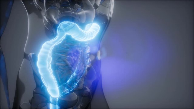 science anatomy scan of human colon glowing