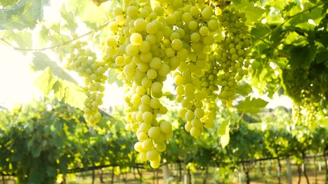 Grapes sunset Italy vineyard wine sun