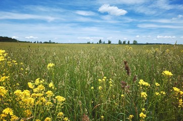 Summer field with flowers