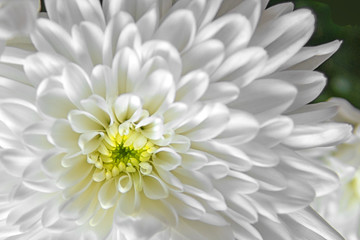A macro photo of chrysanthemum flower. Light closeup of white Chrysanthemum flower with shadows.