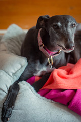 Close-up of a Rescue Greyhound Lying in its Dog Bed at Home