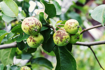 Disease of Apple trees. Apples covered with spots.