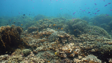 Naklejka na ściany i meble Underwater Scene Coral Reef. Tropical underwater sea fishes. Camiguin, Philippines.