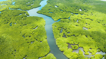 Aerial panoramic mangrove forest view in Siargao island,Philippines. Mangrove landscape