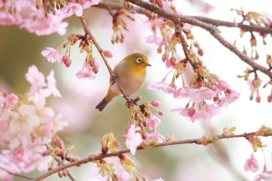 風景 鳥 きれい 明るい 昼 春 日本 和風 のストック写真 ロイヤリティフリーの画像 ベクター イラスト Adobe Stock 風景 鳥 きれい 明るい 昼 春 日本 和風 のストック写真 ロイヤリティフリーの画像 ベクター イラスト Adobe Stock