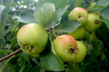 Äpfel am Baum