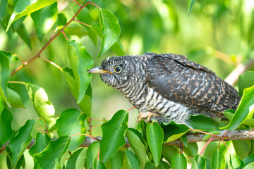 Cuculus canorus. Young Common Cuckoo.