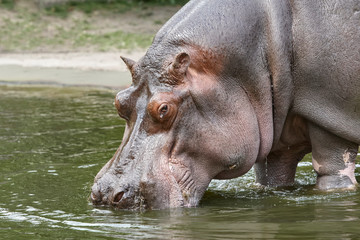 A hippopotamus drinking water by the lake